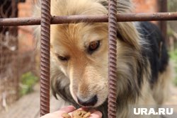 Мэр Перми ответил на жалобы жителей на новый приют для бездомных животных